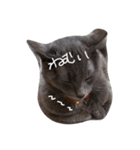 密なねこ達（個別スタンプ：9）