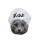 密なねこ達（個別スタンプ：10）