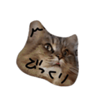 密なねこ達（個別スタンプ：11）