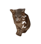密なねこ達（個別スタンプ：14）
