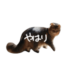 密なねこ達（個別スタンプ：17）