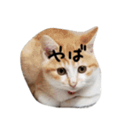 密なねこ達（個別スタンプ：20）