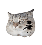 密なねこ達（個別スタンプ：21）