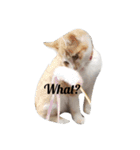 密なねこ達（個別スタンプ：22）