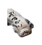 密なねこ達（個別スタンプ：24）