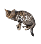密なねこ達（個別スタンプ：26）