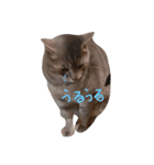 密なねこ達（個別スタンプ：29）