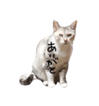 密なねこ達（個別スタンプ：30）