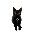 密なねこ達（個別スタンプ：31）