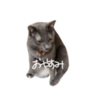 密なねこ達（個別スタンプ：34）