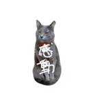 密なねこ達（個別スタンプ：36）