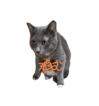 密なねこ達（個別スタンプ：38）