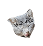 密なねこ達（個別スタンプ：39）