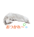 マンチカンのねねちゃん（個別スタンプ：10）