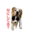 SUBARUだらけっ（個別スタンプ：16）