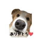 SUBARUだらけっ（個別スタンプ：17）