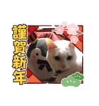蘭丸ちゃん！（個別スタンプ：16）
