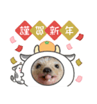 お正月はるちゃん（個別スタンプ：11）