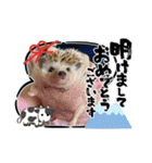 お正月はるちゃん（個別スタンプ：15）