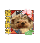 お正月はるちゃん（個別スタンプ：16）