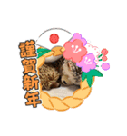 お正月はるちゃん（個別スタンプ：19）