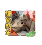 お正月はるちゃん（個別スタンプ：21）