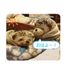 お正月はるちゃん（個別スタンプ：31）