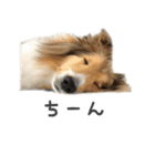 もふもふシェルティ♪チェリーちゃん2（個別スタンプ：36）