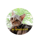 猫の譲司（個別スタンプ：3）