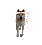 柴犬のらおん（2）（個別スタンプ：1）