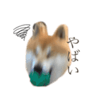 柴犬のらおん（2）（個別スタンプ：2）