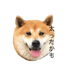 柴犬のらおん（2）（個別スタンプ：3）