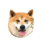 柴犬のらおん（2）（個別スタンプ：4）
