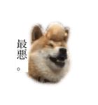 柴犬のらおん（2）（個別スタンプ：5）