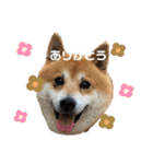 柴犬のらおん（2）（個別スタンプ：6）