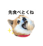 柴犬のらおん（2）（個別スタンプ：7）