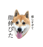 柴犬のらおん（2）（個別スタンプ：9）
