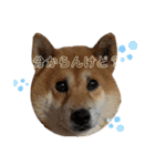 柴犬のらおん（2）（個別スタンプ：10）