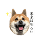 柴犬のらおん（2）（個別スタンプ：11）