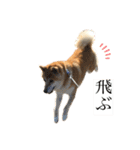 柴犬のらおん（2）（個別スタンプ：12）