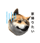 柴犬のらおん（2）（個別スタンプ：14）