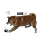 柴犬のらおん（2）（個別スタンプ：15）