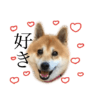 柴犬のらおん（2）（個別スタンプ：16）
