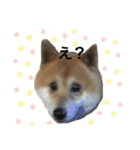 柴犬のらおん（2）（個別スタンプ：17）