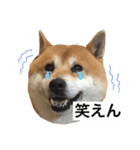 柴犬のらおん（2）（個別スタンプ：18）