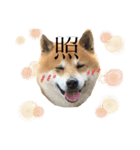 柴犬のらおん（2）（個別スタンプ：19）