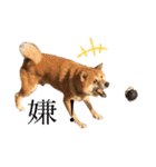 柴犬のらおん（2）（個別スタンプ：20）