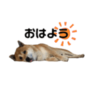 柴犬のらおん（2）（個別スタンプ：21）