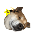 柴犬のらおん（2）（個別スタンプ：22）