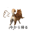 柴犬のらおん（2）（個別スタンプ：23）